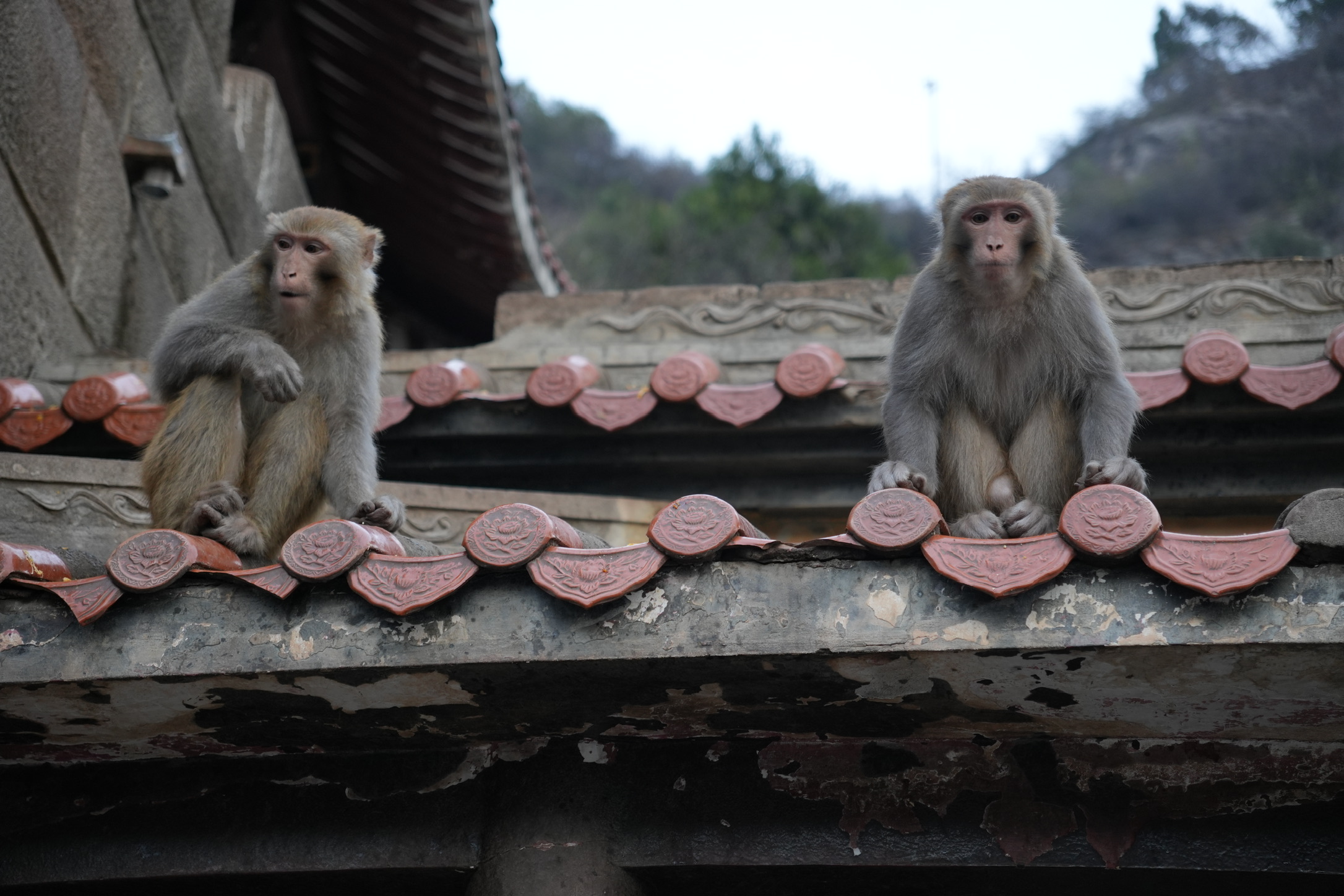 Qutang Gorge and Baidi City